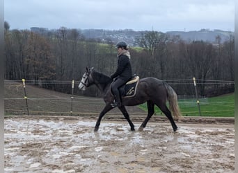 Connemara, Stute, 4 Jahre, 140 cm, Blauschimmel