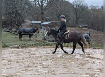 Connemara, Stute, 4 Jahre, 140 cm