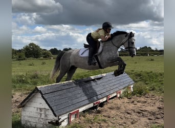 Connemara, Stute, 4 Jahre, 143 cm, Apfelschimmel