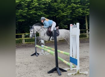 Connemara, Stute, 4 Jahre, 143 cm, Apfelschimmel