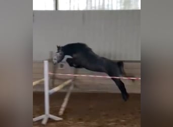 Connemara Mix, Stute, 4 Jahre, 143 cm, Rotschimmel