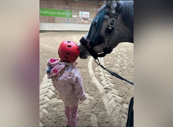 Connemara Mix, Stute, 4 Jahre, 143 cm, Rotschimmel