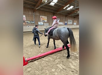 Connemara Mix, Stute, 4 Jahre, 143 cm, Rotschimmel