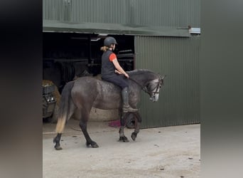 Connemara, Stute, 4 Jahre, 144 cm, Apfelschimmel
