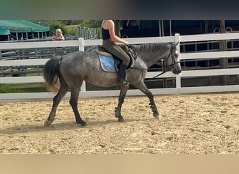 Connemara, Stute, 4 Jahre, 144 cm, Blauschimmel