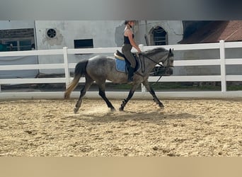 Connemara, Stute, 4 Jahre, 144 cm, Blauschimmel
