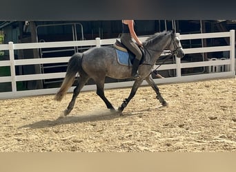 Connemara, Stute, 4 Jahre, 144 cm, Blauschimmel