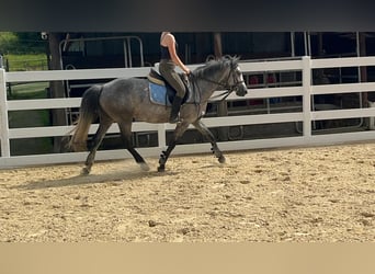 Connemara, Stute, 4 Jahre, 144 cm, Blauschimmel