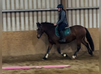 Connemara, Stute, 4 Jahre, 144 cm, Brauner