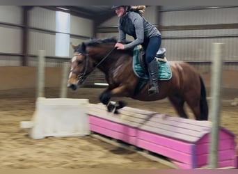 Connemara, Stute, 4 Jahre, 144 cm, Brauner