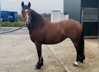 Connemara, Stute, 4 Jahre, 144 cm, Brauner