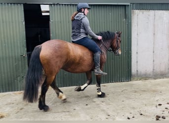 Connemara, Stute, 4 Jahre, 144 cm, Brauner