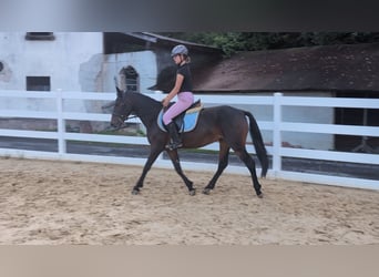 Connemara, Stute, 4 Jahre, 145 cm, Brauner