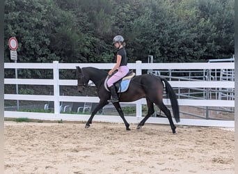 Connemara, Stute, 4 Jahre, 145 cm, Brauner