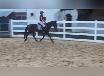 Connemara, Stute, 4 Jahre, 145 cm, Brauner