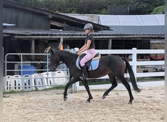 Connemara, Stute, 4 Jahre, 145 cm, Brauner