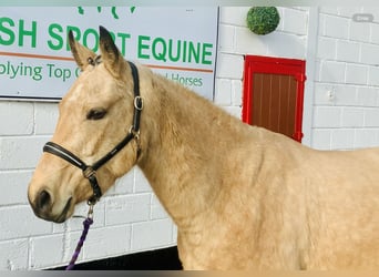 Connemara, Stute, 4 Jahre, 145 cm, Falbe