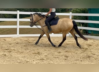 Connemara, Stute, 4 Jahre, 145 cm, Falbe