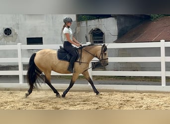 Connemara, Stute, 4 Jahre, 145 cm, Falbe
