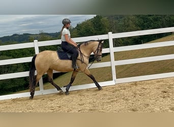 Connemara, Stute, 4 Jahre, 145 cm, Falbe