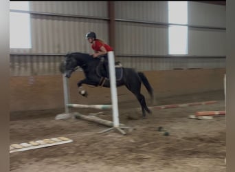 Connemara, Stute, 4 Jahre, 145 cm, Rappschimmel