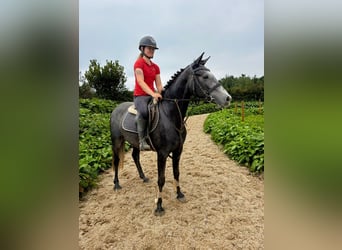 Connemara, Stute, 4 Jahre, 145 cm, Rappschimmel