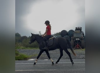 Connemara, Stute, 4 Jahre, 145 cm, Rappschimmel