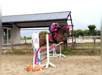 Connemara, Stute, 4 Jahre, 145 cm, Rotbrauner