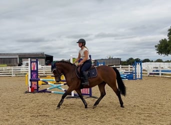 Connemara, Stute, 4 Jahre, 145 cm, Rotbrauner