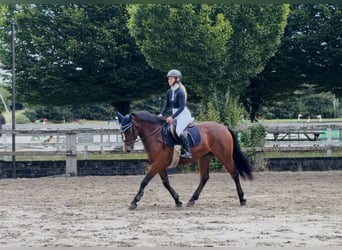 Connemara, Stute, 4 Jahre, 145 cm, Rotbrauner