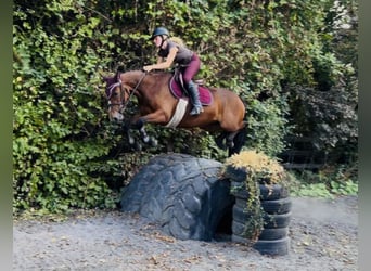 Connemara, Stute, 4 Jahre, 145 cm, Rotbrauner