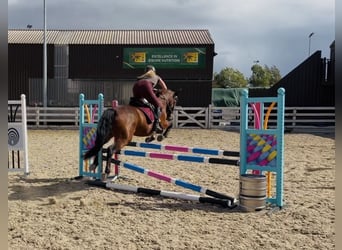Connemara, Stute, 4 Jahre, 145 cm, Rotbrauner