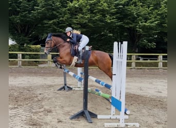 Connemara, Stute, 4 Jahre, 145 cm, Rotbrauner