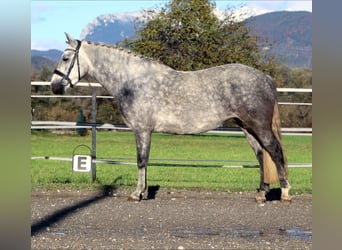 Connemara, Stute, 4 Jahre, 145 cm, Schimmel