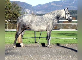 Connemara, Stute, 4 Jahre, 145 cm, Schimmel