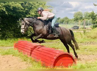 Connemara, Stute, 4 Jahre, 145 cm, Schimmel