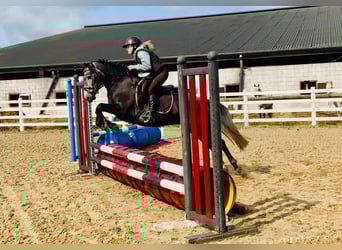 Connemara, Stute, 4 Jahre, 145 cm, Schimmel
