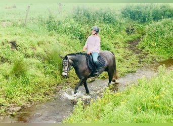 Connemara, Stute, 4 Jahre, 145 cm, Schimmel