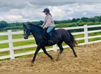Connemara, Stute, 4 Jahre, 145 cm, Schimmel