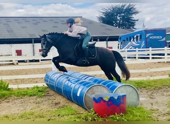 Connemara, Stute, 4 Jahre, 145 cm, Schimmel