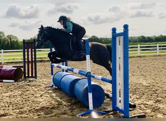 Connemara, Stute, 4 Jahre, 145 cm, Schimmel