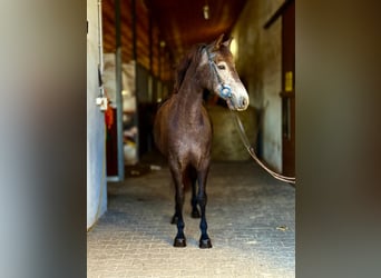 Connemara, Stute, 4 Jahre, 145 cm, Schimmel