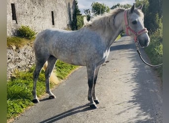 Connemara, Stute, 4 Jahre, 145 cm, Schimmel