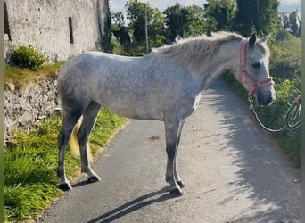 Connemara, Stute, 4 Jahre, 145 cm, Schimmel