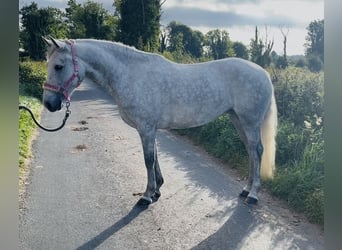 Connemara, Stute, 4 Jahre, 145 cm, Schimmel