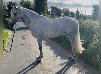 Connemara, Stute, 4 Jahre, 145 cm, Schimmel