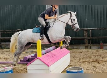 Connemara, Stute, 4 Jahre, 145 cm, Schimmel
