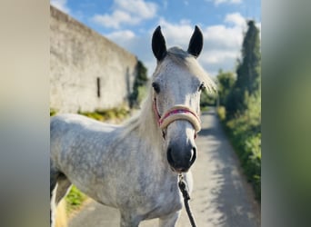 Connemara, Stute, 4 Jahre, 145 cm, Schimmel