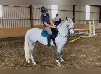 Connemara, Stute, 4 Jahre, 145 cm, Schimmel