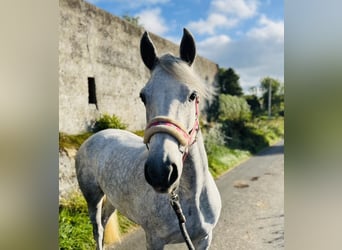 Connemara, Stute, 4 Jahre, 145 cm, Schimmel